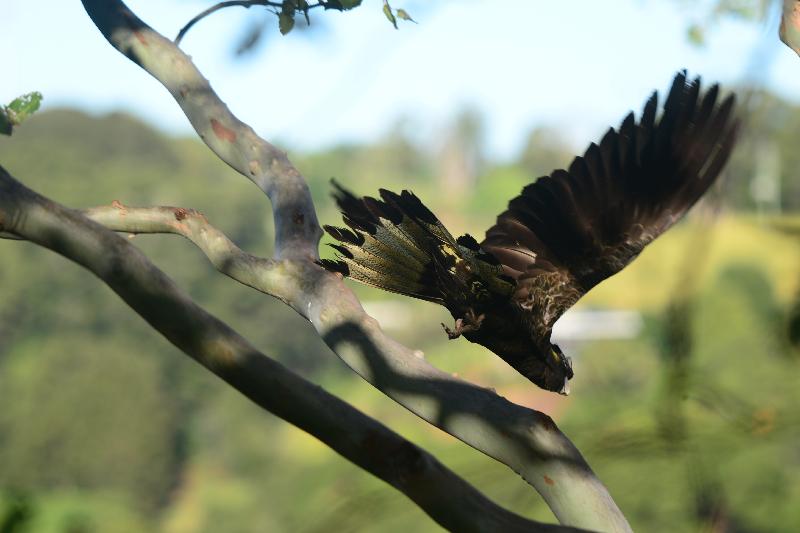 Yellow-tailed_Black-Cockatoo__Calyptorhynchus_funereus__028.jpg