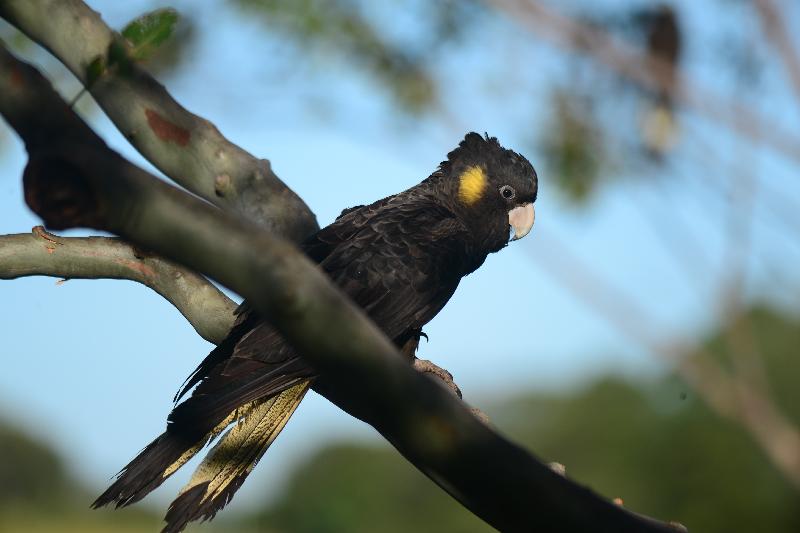 Yellow-tailed_Black-Cockatoo__Calyptorhynchus_funereus__029.jpg
