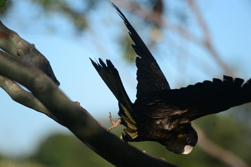 Yellow-tailed_Black-Cockatoo__Calyptorhynchus_funereus__030.jpg
