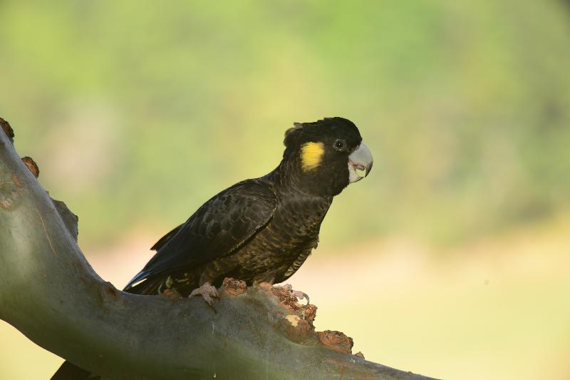 Yellow-tailed_Black-Cockatoo__Calyptorhynchus_funereus__032.jpg