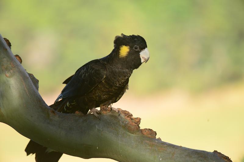 Yellow-tailed_Black-Cockatoo__Calyptorhynchus_funereus__033.jpg