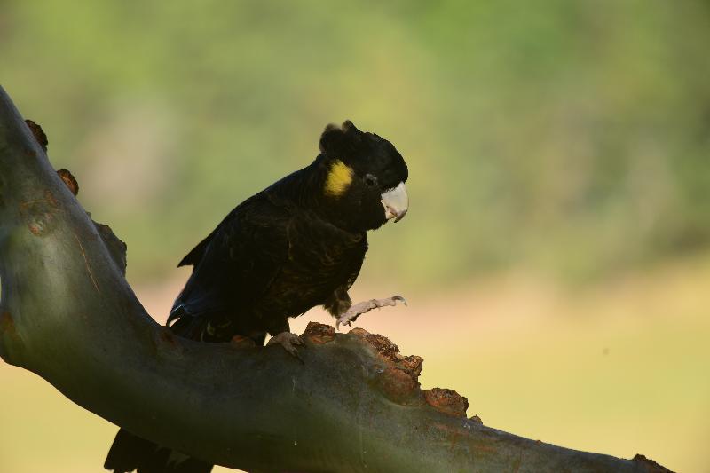 Yellow-tailed_Black-Cockatoo__Calyptorhynchus_funereus__034.jpg