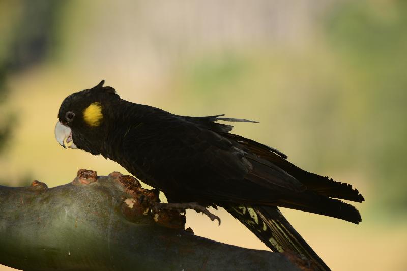 Yellow-tailed_Black-Cockatoo__Calyptorhynchus_funereus__035.jpg