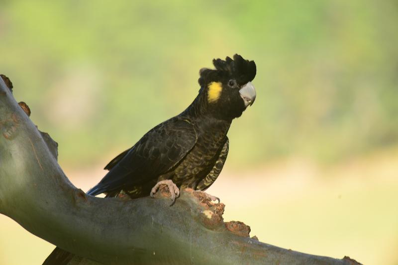 Yellow-tailed_Black-Cockatoo__Calyptorhynchus_funereus__036.jpg