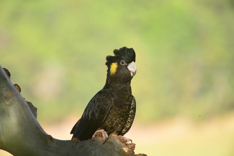 Yellow-tailed_Black-Cockatoo__Calyptorhynchus_funereus__039.jpg