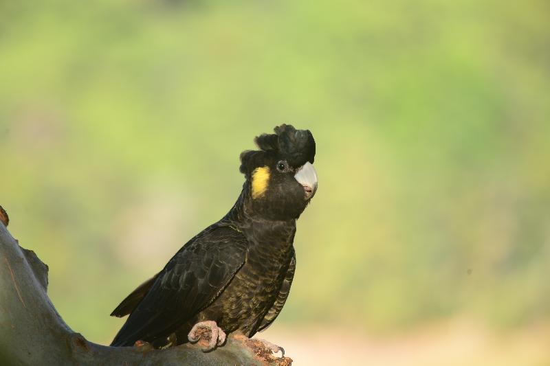 Yellow-tailed_Black-Cockatoo__Calyptorhynchus_funereus__040.jpg